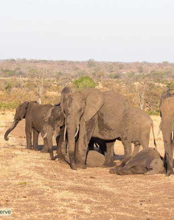 38Kevin Van Der Linde Elephant 19102019 Final