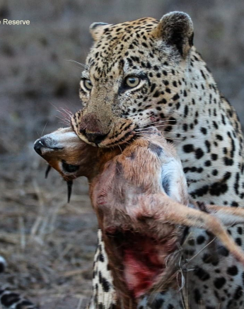 10andries Ndlovu Leopard Xovonakela 131119 2 Final