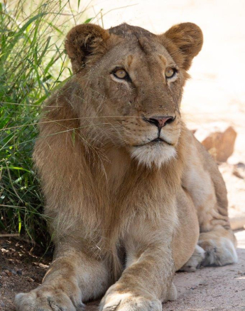 15Louise Murray Sand River 22042020 Final