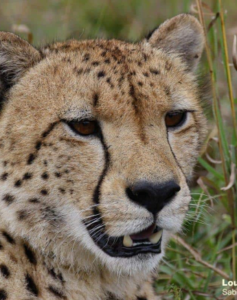 28Louise Murray Cheetah 28042020 Final