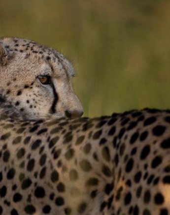 A29Graeme Stewart Female Cheetah 200122 Final