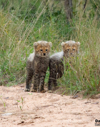 B07Daniel Greyvenstein Cheetah And Cubs 200527 6 5 Final B07Daniel Greyvenstein Cheetah And Cubs 200527 6 5 Final