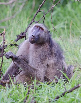 Baboon 1 Baboon 1