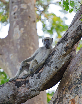 Baboon 2 Baboon 2
