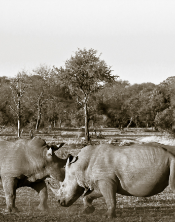 BW Rhino Joust 2 BW Rhino Joust 2