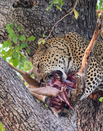 Maxabeni Mala Maxabeni Mala