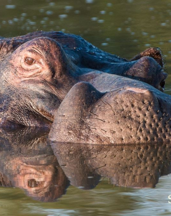 1669607 811292248918428 4176113297910195771 O