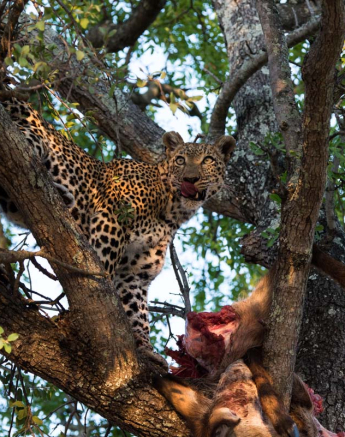 10little Bush Female 18 11 15 2 10little Bush Female 18 11 15 2