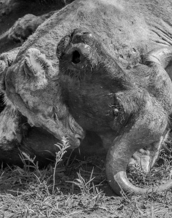 22Kyle Southern Pride M Buff Kill 8 Dec 30 Final 22Kyle Southern Pride M Buff Kill 8 Dec 30 Final