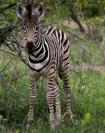 34Kevan Dobbie Zebra Foal 0712 Final 34Kevan Dobbie Zebra Foal 0712 Final