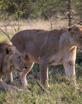 27Franscois Rosslee Lions Mating 1 Of 1 Final 27Franscois Rosslee Lions Mating 1 Of 1 Final