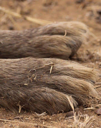 08Louise Murray 23092018 Hyena Final