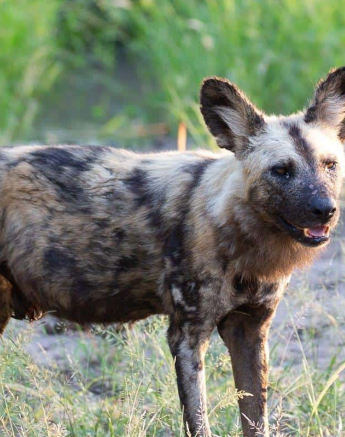 20Louise Murray Wild Dogs 28022019 Final 20Louise Murray Wild Dogs 28022019 Final