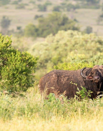 33Kevin Van Der Linde Buffalo 24032019 Final
