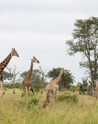 04Louise Murray Giraffe 29032019 Final 04Louise Murray Giraffe 29032019 Final