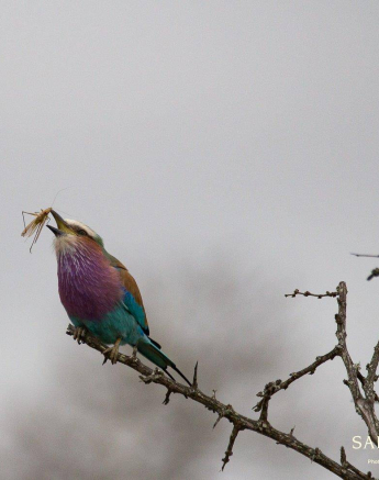 32Louise Murray Roller 07062019 1 Final 32Louise Murray Roller 07062019 1 Final