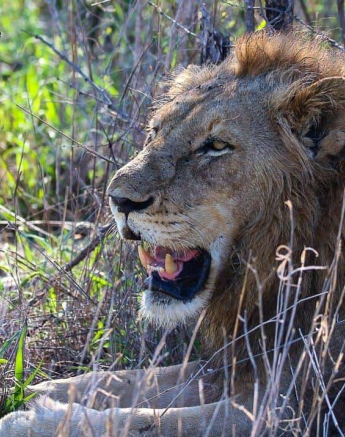 24andries Ndlovu Lion Sp 291119 1 Final 24andries Ndlovu Lion Sp 291119 1 Final