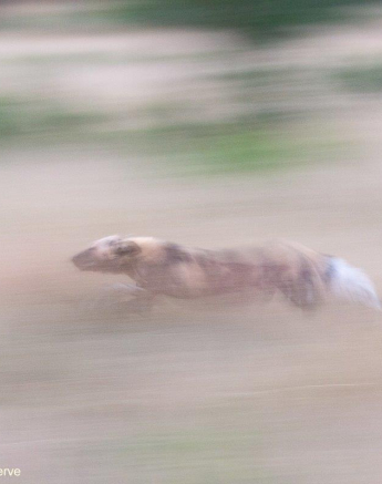 02Brett Heasman Wild Dogs 24032020 Final 02Brett Heasman Wild Dogs 24032020 Final