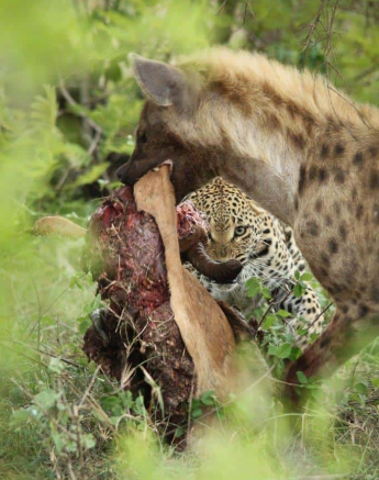 41Ally Ross 20201011 Ntsumi 02  Final 41Ally Ross 20201011 Ntsumi 02  Final