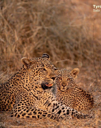 12Tyron Van Der Walt Scotia Aqnd Cub 21092019 2 Final