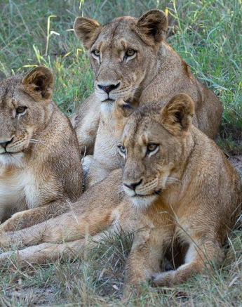 A22ronald Mutero Sp And Cubs 12042022 4 Final