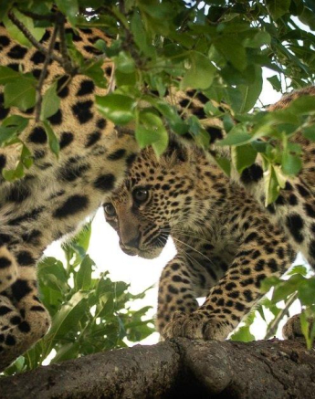 14andries Leopard.cub 5 Final 14andries Leopard.cub 5 Final