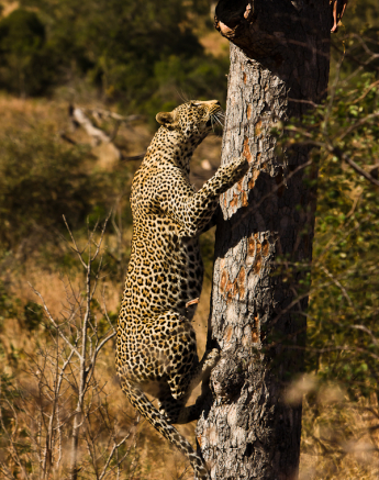 Arboreal Acrobat 2 Arboreal Acrobat 2