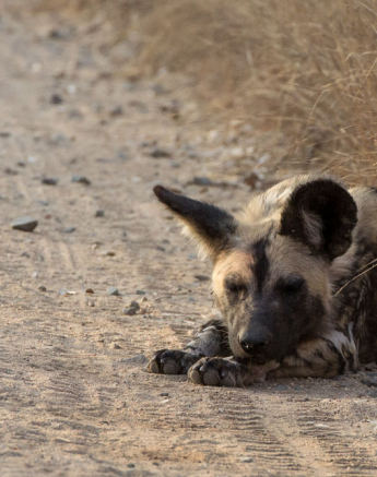 Wild Dogs 2 Wild Dogs 2