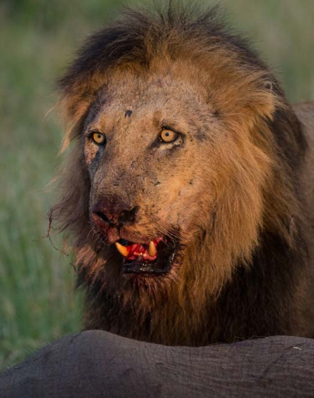 Terry Ennever Lionfeast1 Terry Ennever Lionfeast1