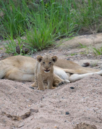 07Courtney Dalziel Lion Cub 07Courtney Dalziel Lion Cub