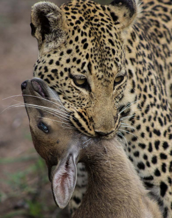 11Tayla McCurdy Leopard01 11Tayla McCurdy Leopard01