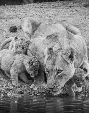 21Terry Ennever Lion Cubs 1 3 21Terry Ennever Lion Cubs 1 3