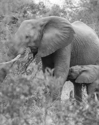 12Kevin Van Der Linde Elephant 16092018 2 Final