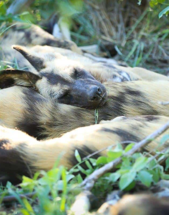 22Ally Ross 20190122 Wild Dog 01 Final 22Ally Ross 20190122 Wild Dog 01 Final