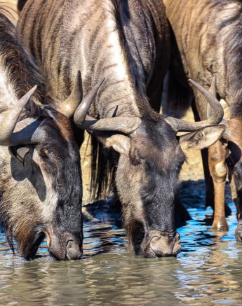 03Louise Murray Wildebeest Drinking Final