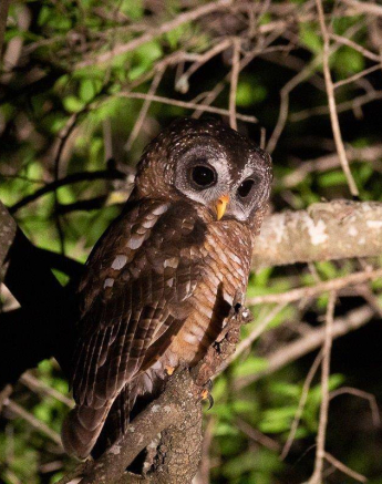 32Louise Murray Wood Owl 27022019 1 Final