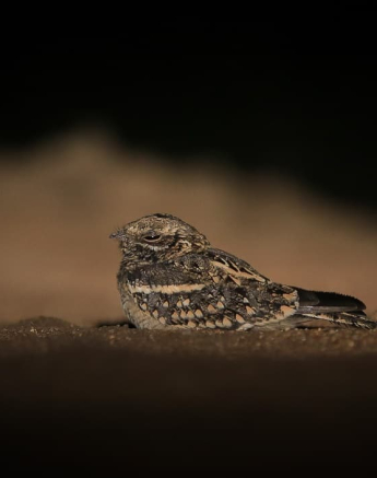 02 20190220 European Night Jar 01 Final 02 20190220 European Night Jar 01 Final