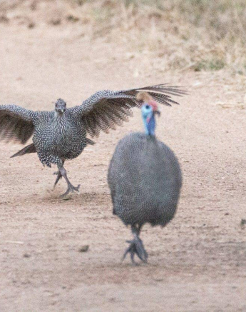 06Frederik Aucamp Helmeted Guineafowl 16 05 2019 5 Final
