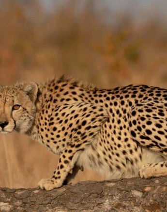 02Tyron Van Der Walt Cheetah 31072019 1 Final 02Tyron Van Der Walt Cheetah 31072019 1 Final