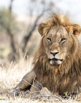 18Kevin Van Der Linde Lion Othowa 07102019 Final 18Kevin Van Der Linde Lion Othowa 07102019 Final