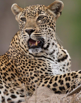 02Louise Murray Scotia 29102019 2 Final 02Louise Murray Scotia 29102019 2 Final