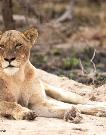 31Tyron Van Der Walt Mangheni Lioness 04112019 2 Final 31Tyron Van Der Walt Mangheni Lioness 04112019 2 Final