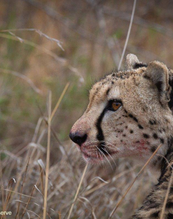 19Louise Murray Cheetah Female 19112019 Final 19Louise Murray Cheetah Female 19112019 Final