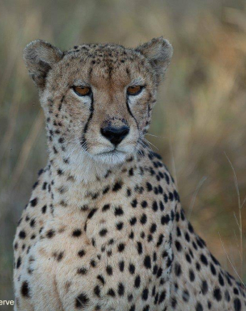 37Tyron Van Der Walt Male Cheetah 070620 2 Final