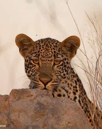 01Greg Heasman Scotia Cub 07072020 Final