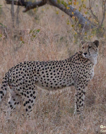 08Greg Heasman Cheetah 14072020 1 Final 08Greg Heasman Cheetah 14072020 1 Final