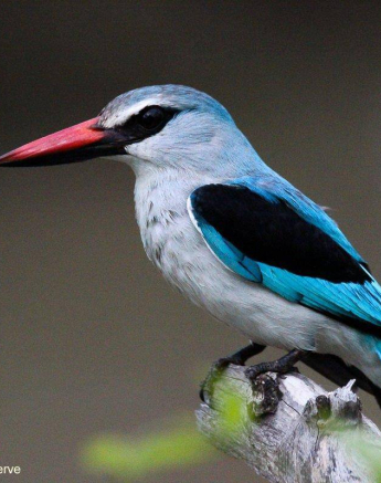 18Louise Murray Woodlands Kingfisher 15012019 1 Final