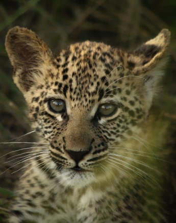 09Ally Ross 20210201 Ntsumi Cub 03 Final