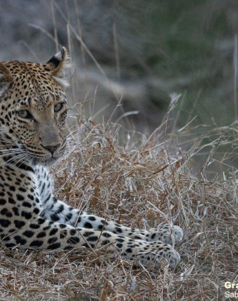 18Graeme Stewart Ntsumi 150721 Final