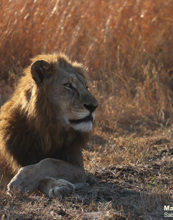 39Marco Vietti Nwas 180721 Final